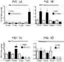 Fig. 02 - Methods for treating diseases mediated by ERBB4-positive pro-inflammatory macrophages