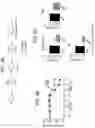 Fig. 07 - Methods for treating diseases mediated by ERBB4-positive pro-inflammatory macrophages