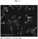 Fig. 09 - Methods for treating diseases mediated by ERBB4-positive pro-inflammatory macrophages