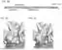 Fig. 03 - Methods of treating inflammation with monomeric CXCL12 peptide