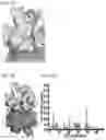 Fig. 04 - Methods of treating inflammation with monomeric CXCL12 peptide