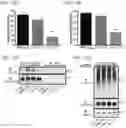 Fig. 21 - Methods of treating inflammation with monomeric CXCL12 peptide