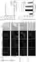 Fig. 22 - Methods of treating inflammation with monomeric CXCL12 peptide
