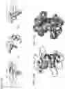 Fig. 24 - Methods of treating inflammation with monomeric CXCL12 peptide