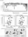 Fig. 26 - Methods of treating inflammation with monomeric CXCL12 peptide