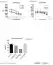Fig. 27 - Methods of treating inflammation with monomeric CXCL12 peptide