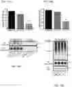 Fig. 29 - Methods of treating inflammation with monomeric CXCL12 peptide