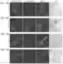 Fig. 30 - Methods of treating inflammation with monomeric CXCL12 peptide
