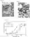 Fig. 35 - Methods of treating inflammation with monomeric CXCL12 peptide