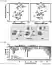 Fig. 36 - Methods of treating inflammation with monomeric CXCL12 peptide