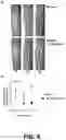 Fig. 07 - Compositions and methods to enhance cutaneous wound healing