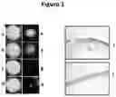Fig. 02 - Collagen peptide-based medicament compositions and devices and methods of production and use thereof