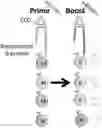 Fig. 01 - Computational algorithm for universal vaccine selection