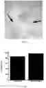 Fig. 22 - Immunogenic compositions and uses thereof