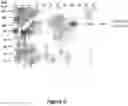 Fig. 13 - VIRUS LIKE PARTICLE PRODUCTION IN PLANTS