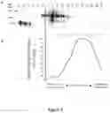 Fig. 14 - VIRUS LIKE PARTICLE PRODUCTION IN PLANTS