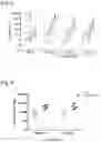 Fig. 06 - Methods of producing bioconjugates of o-antigen polysaccharides, compositions thereof, and methods of use thereof