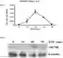 Fig. 02 - Cancer therapeutic methods utilizing OPCML fragment