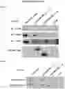 Fig. 06 - Cancer therapeutic methods utilizing OPCML fragment