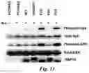 Fig. 09 - ICARIIN DERIVATIVES