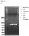 Fig. 02 - recombinant antigens, purification of polyclonal anti- IgG and IgY antibodies and detection