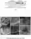 Fig. 08 - METHODS AND COMPOSITIONS FOR THE IMPROVEMENT OF LYSOSOMAL FUNCTION AND TREATMENT OF NEURODEGENERATIVE DISEASE