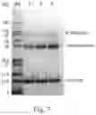 Fig. 06 - Polymeric alpha-hydroxy aldehyde and ketone reagents and conjugation method