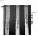 Fig. 05 - Method for detecting aldehyde and ketone by using thin layer chromatography