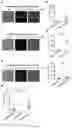 Fig. 07 - Chemical probe-dependent evaluation of protein activity and uses thereof