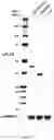 Fig. 08 - Chemical probe-dependent evaluation of protein activity and uses thereof