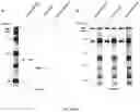 Fig. 09 - Chemical probe-dependent evaluation of protein activity and uses thereof