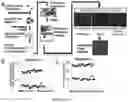 Fig. 02 - Human iPSC-based drug testing platform for muscular dystrophy