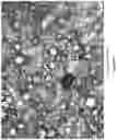 Fig. 06 - EMULSIFYING SALT-FREE AND STARCH STABILIZED CHEESE