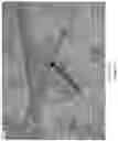 Fig. 08 - EMULSIFYING SALT-FREE AND STARCH STABILIZED CHEESE