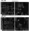 Fig. 45 - Nanoparticle-hydrogel composite for nucleic acid molecule delivery