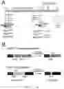 Fig. 05 - PROLYLHYDROXYLASE/ATF4 INHIBITORS AND METHODS OF USE FOR TREATING NEURAL CELL INJURY OR DEATH AND CONDITIONS RESULTING THEREFROM