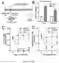 Fig. 12 - PROLYLHYDROXYLASE/ATF4 INHIBITORS AND METHODS OF USE FOR TREATING NEURAL CELL INJURY OR DEATH AND CONDITIONS RESULTING THEREFROM