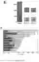 Fig. 19 - PROLYLHYDROXYLASE/ATF4 INHIBITORS AND METHODS OF USE FOR TREATING NEURAL CELL INJURY OR DEATH AND CONDITIONS RESULTING THEREFROM