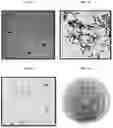 Fig. 02 - Fructophilic lactic acid producing bacteria