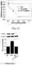 Fig. 09 - Pharmaceutical composition for preventing or treating diabetic complications