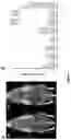 Fig. 07 - PROTOCOL FOR MINIMIZING TOXICITY OF COMBINATION DOSAGES AND IMAGING AGENT FOR VERIFICATION