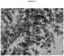 Fig. 21 - Polymorphic forms of RAD1901-2HCL