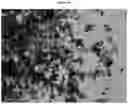 Fig. 23 - Polymorphic forms of RAD1901-2HCL