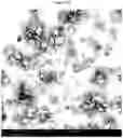 Fig. 24 - Polymorphic forms of RAD1901-2HCL