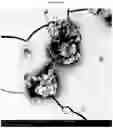 Fig. 27 - Polymorphic forms of RAD1901-2HCL