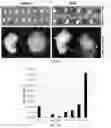 Fig. 03 - Molecular Size of Elastin-Like Polypeptide Delivery System for Therapeutics Modulates Deposition in the Placenta