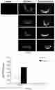 Fig. 08 - Molecular Size of Elastin-Like Polypeptide Delivery System for Therapeutics Modulates Deposition in the Placenta