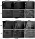 Fig. 09 - Molecular Size of Elastin-Like Polypeptide Delivery System for Therapeutics Modulates Deposition in the Placenta