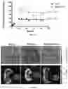 Fig. 10 - Molecular Size of Elastin-Like Polypeptide Delivery System for Therapeutics Modulates Deposition in the Placenta