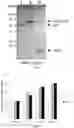 Fig. 12 - Molecular Size of Elastin-Like Polypeptide Delivery System for Therapeutics Modulates Deposition in the Placenta
